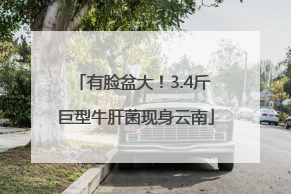 有脸盆大！3.4斤巨型牛肝菌现身云南